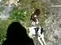 Dogs and puppies