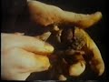 teledysk, klip, Xtc,- Human Alchemy
