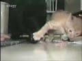 Cat VS Dog The fight for food!