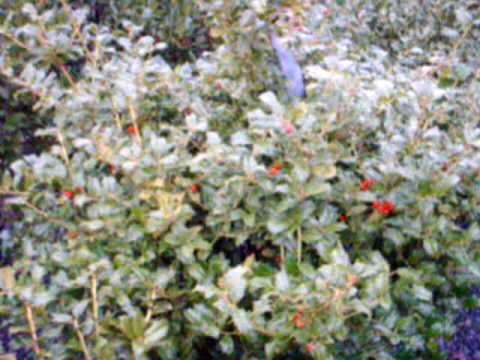 how to transplant viburnum bush