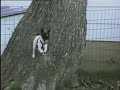 Malin le chien