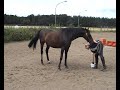 Dehnung f�r das Pferd