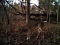 2011 Trail Cam