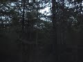 Call of the Nightjar