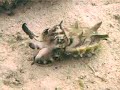 Flamboyant Cuttlefish, Mabul, Malaysia Flamboyant Cuttlefish, Mabul, Malaysia