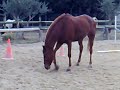 colique cheval