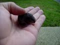 Tiny Baby Mouse Tiny Baby Mouse
