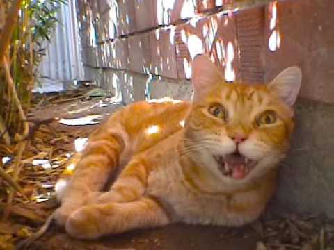 Imagem de Amostra do You Tube