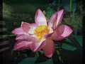 River of Light Padmasambhava Monjes Budistas