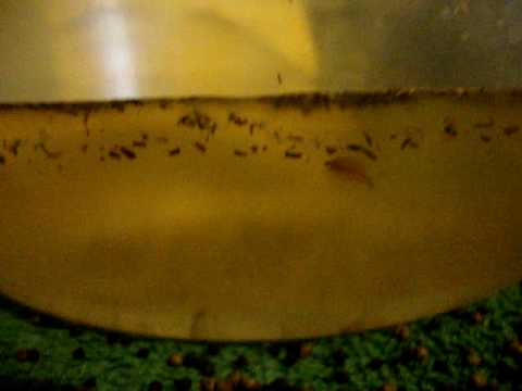 how to care triops