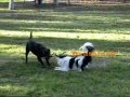 Take dogs
