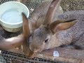 An updated tour of my rabbitry