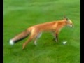 Full grown fox at Palmer Park Golf Course