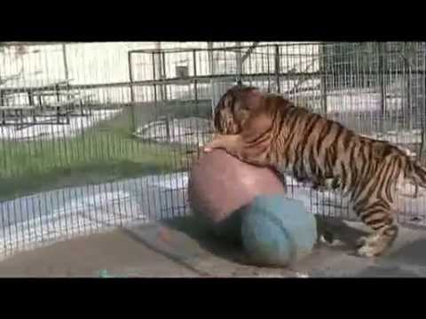 tiger