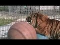 Growling Tiger Attacks Balls