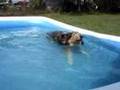 Collie-in-her-pool