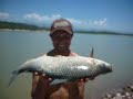 pesca de sabalo y dorado en el cadillal tucuman argentina - fhising sabalo and dorados in argentine