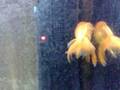 My goldies