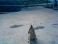 videos de simba saltarin