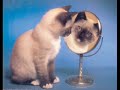 Siamese Cats' Song (Italian Version)