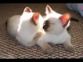 Siamese Cats' Song (Italian Version)