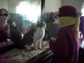 Playing And Danceing Lol