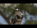 HD footage at Vimeo dot Com