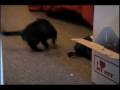 Cats Chasing Tails
