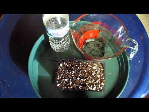 video-linktoworks-How to Germinate Cannabis Seeds - Straight to soil...