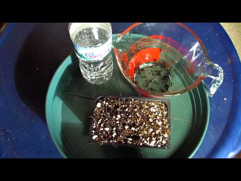 how to transplant germinated cannabis seeds to soil