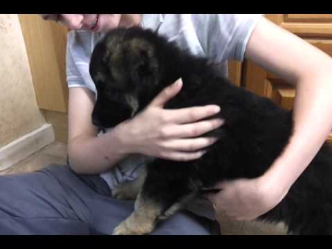german shepherd