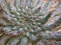 Calquin: Cactus, Suculentas e Injertos / Cactus Grafts