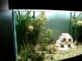 Aquario Plantado 350 ltsLuciano CardosoDezembro 2009 
