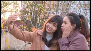 Anh Đào, Mai Vàng khoe sắc, sẵn sàng cho Lễ hội năm 2018