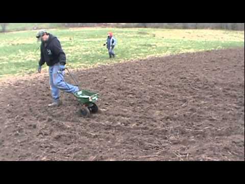 how to fertilize turnips