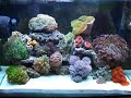 16g Nano Reef Tank