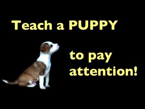 how to train attention