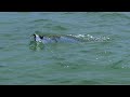 Fly Fishing for Tarpon - Leland Fly Fishing Outfitters