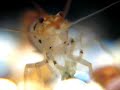 macro-closeup-of-tiger-shrimp-eating-food.html