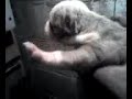 tookie pups 2