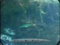 Fishing Lure Tips - Large Baits for Large Bass