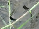 ?????Calopteryx atrata Selys??video 08