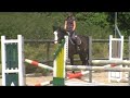 junior/yr/amateur/equitation horse for sale.
8 y.o. warmblood gelding, 17h.
competes at 4ft3 with 14 y.o. amateur girl. clean lead changes, jumps water. quiet, easy, safe and sound. no vices. www.kwpnimports.com