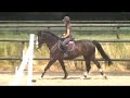 junior/yr/amateur/equitation horse for sale.
8 y.o. warmblood gelding, 17h.
competes at 4ft3 with 14 y.o. amateur girl. clean lead changes, jumps water. quiet, easy, safe and sound. no vices. www.kwpnimports.com