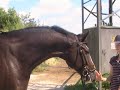 junior/yr/amateur/equitation horse for sale.
8 y.o. warmblood gelding, 17h.
competes at 4ft3 with 14 y.o. amateur girl. clean lead changes, jumps water. quiet, easy, safe and sound. no vices. www.kwpnimports.com