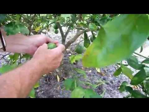 how to harvest key limes