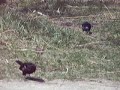 Grackle/ Red Winged Black Bird