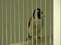 Darrrrek - Breeding carduelis Agata mutation male