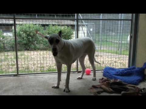 ten bully kutta
