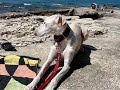Galgo-Neka